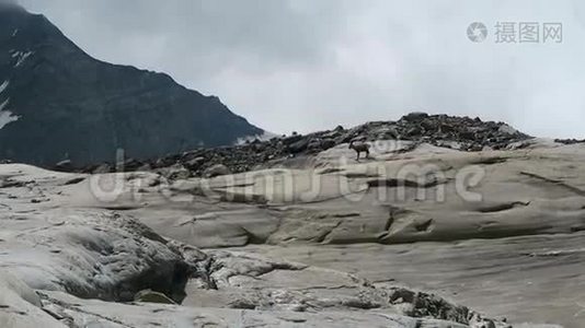 在奥地利格罗斯格洛克纳山区的高山伊比克斯(Steinbock)石间寻找食物视频