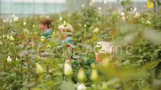 荷兰玫瑰的种植和护理视频