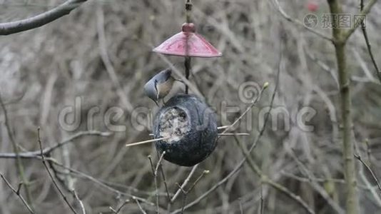 冬季鸟类饲养员上的木坚果（Sitta europaea）。椰子视频