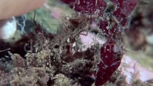 蟹黄面具伪装在水下寻找食物在白海海底。视频