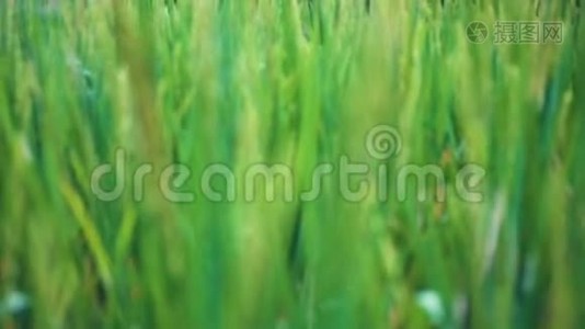 一片美丽的绿野，稻秆在风中摇曳。 时间流逝视频