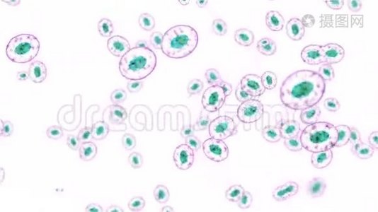 白色背景下的细胞分裂视频