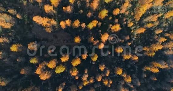 在阳光明媚的秋天，在橙色和红色落叶松森林树林上空俯视高空。 欧洲阿尔卑斯山户外色彩缤纷视频