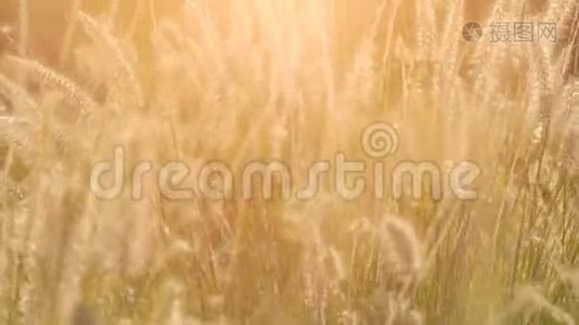 干枯的小草在阳光的照耀下，在夏日的晚霞中随风摆动.. 小的景深视频