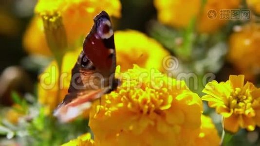 美丽的蝴蝶孔雀眼在万寿菊上采集花蜜。视频