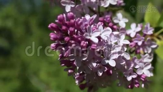 美丽的宏观视频，一朵紫色的丁香花盛开。视频