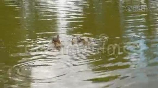一只鸭子，小鸭子漂浮在池塘里。 一只可爱的母鸭走着她的小鸭子视频