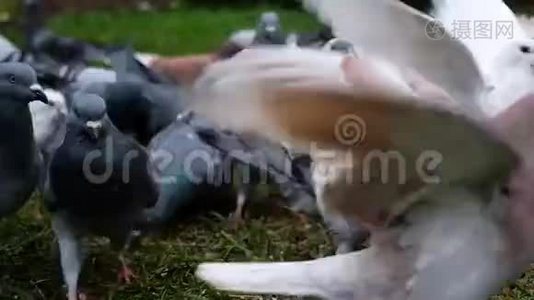 野生鸽子在一个城市的花园里觅食。视频