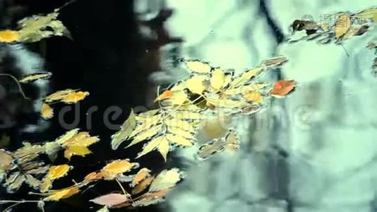 落叶在水面上。视频