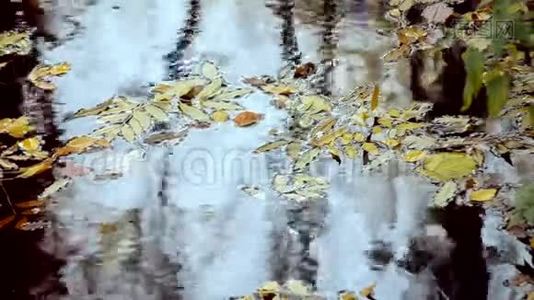 落叶在水面上。视频