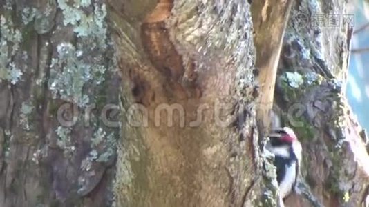 活跃的小啄木鸟在树上觅食视频