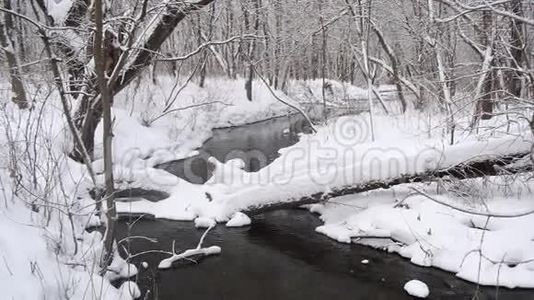 美丽的冬季河流在公园里到处都是树木，洪水在雪林里。视频