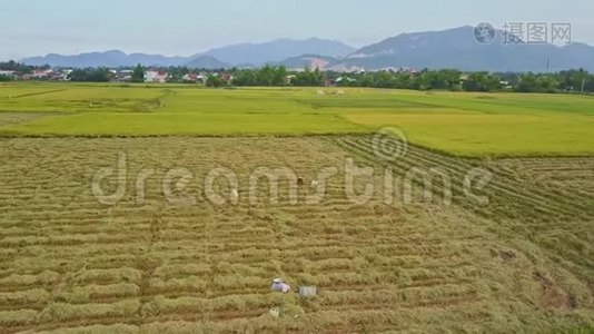 在遥远的村庄眺望广阔的稻田视频