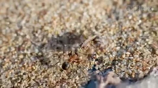 两只蚂蚁拖着猎物食物蜻蜓视频