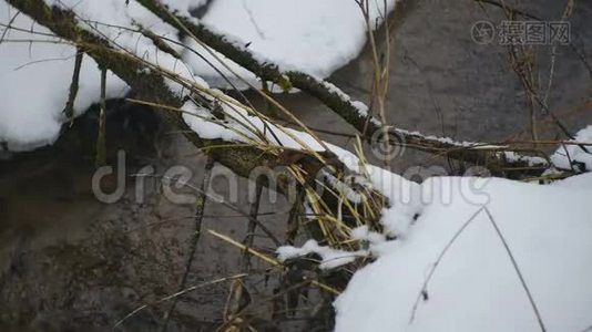冬天的小河和枯树视频
