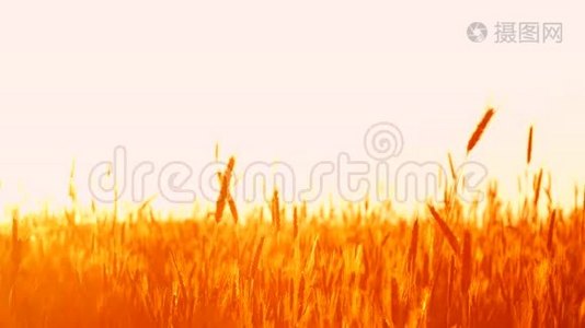 一对爱在夕阳下的小麦视频
