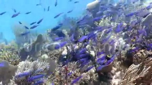 漂浮在珊瑚礁上的蓝鱼群视频