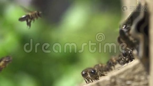 蜜蜂在蜂巢里进出。视频