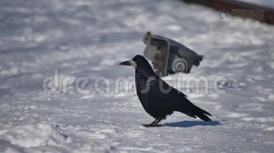 野黑乌鸦坐在雪地上。 黑乌鸦坐在雪地上，冬天在户外视频