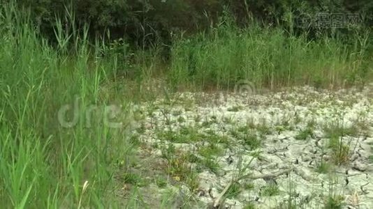 干旱的湿地，沼泽，干涸的土壤视频
