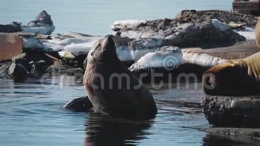 在堪察加的海狮烤肉店视频