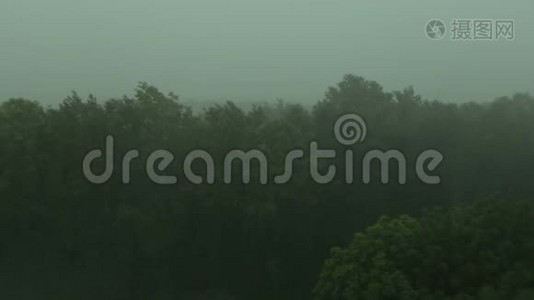 大雨和风摇动着树。 飓风。视频