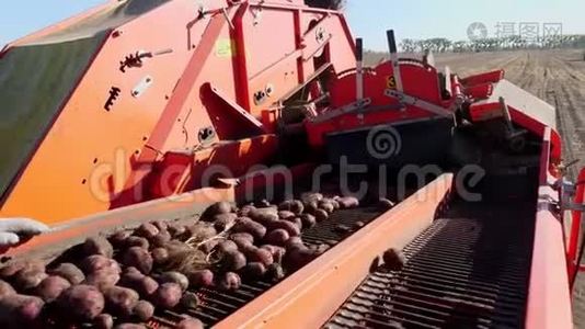 特写。红色马铃薯收割机，将马铃薯挖出并放在传送带上的专用容器中。农场视频