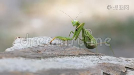 昆虫绿色的螳螂坐在树干上视频