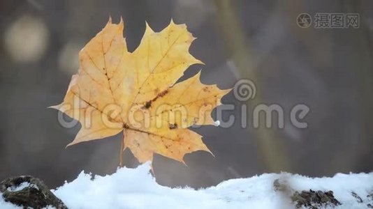 林中大雪纷飞，黄叶随风摇摆视频