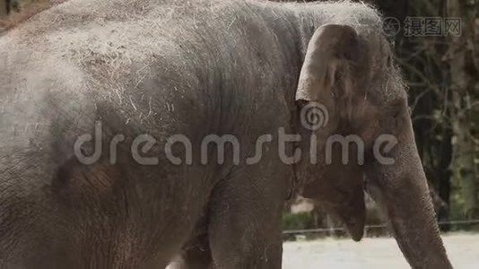 动物园里的大象走路视频