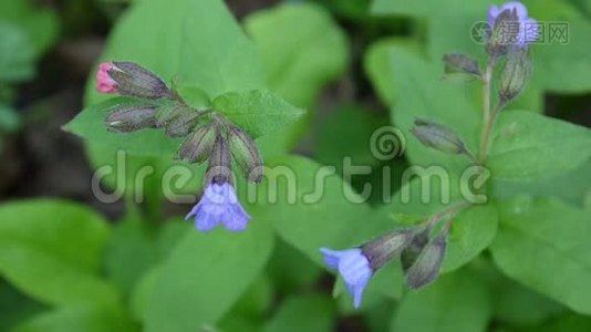 春暖花开. 视频轻微的移动花从风。视频