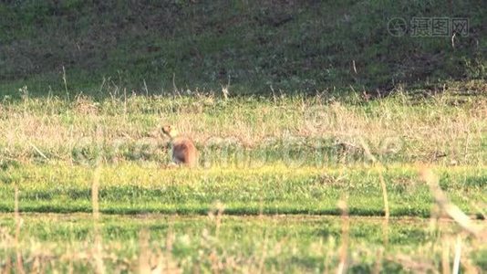 野外的地鼠视频