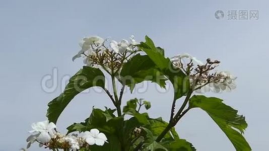 夏天有五片花瓣和绿叶的白野花视频