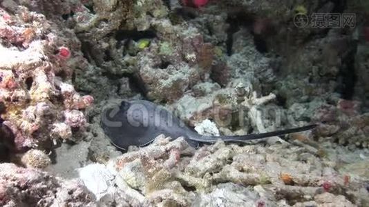 马尔代夫水下红鱼和珊瑚背景的海洋黄貂鱼。视频