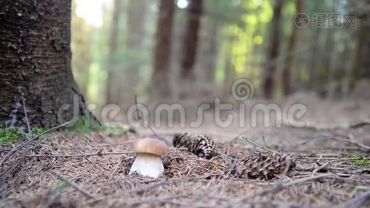 在森林里采蘑菇视频