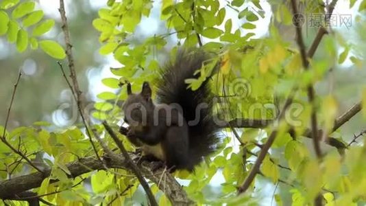 一只黑松鼠在邋遢的树枝上吃一些食物视频