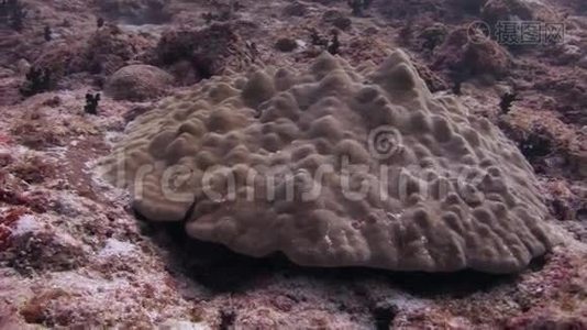 珊瑚大脑在沙底的背景，五颜六色的珊瑚水下在海洋。视频