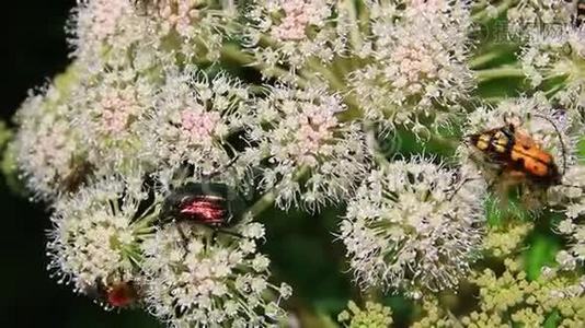 不同种类的昆虫给白花授粉视频