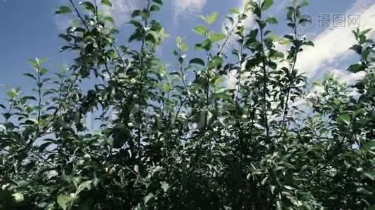 花园树上的绿苹果视频