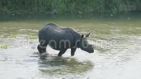 犀牛在河里吃和游泳。 尼泊尔奇旺国家公园。视频