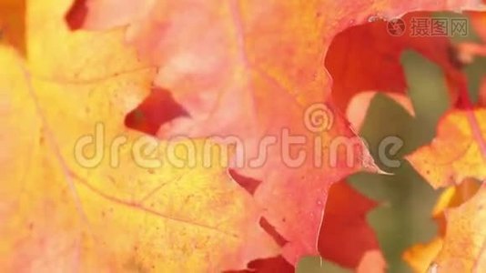秋天的枫叶视频