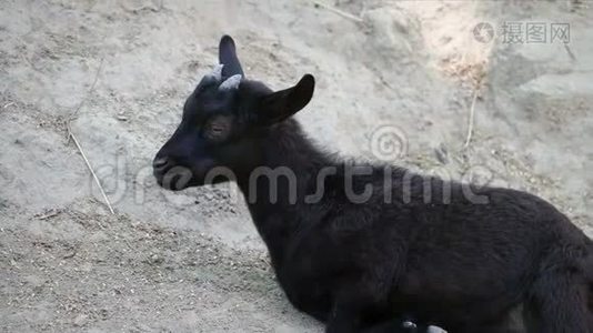 小山羊躺在地上咀嚼食物视频