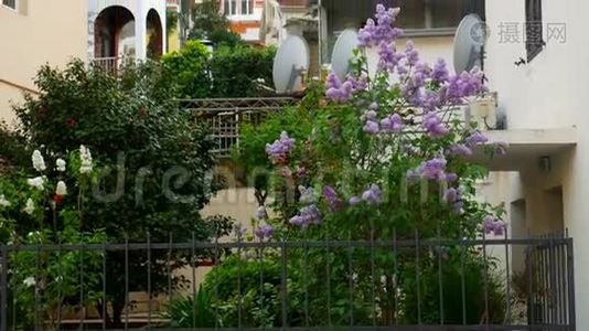 院子里一树紫丁香，靠近别墅.. 鲜花视频