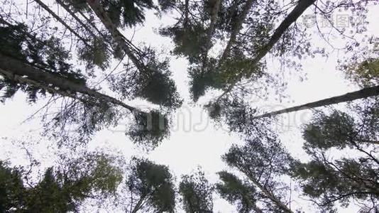 松树底景视频