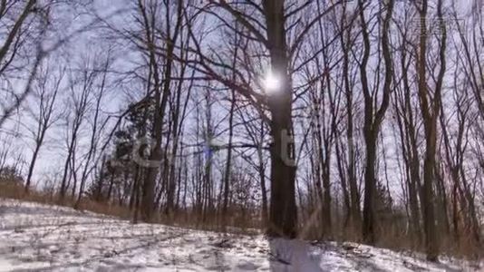 星星搅动的树视频