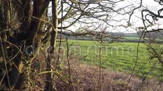 伦敦附近的英国乡村。 早春山榉木.. 复制空间背景。 向绿色领域的视野视频