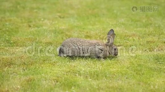 绿色草地上的灰兔视频