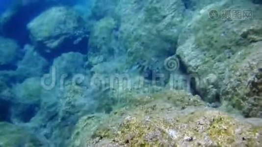 在爱琴海潜水水下射击视频