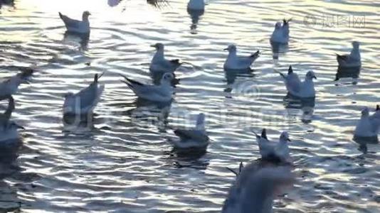 海鸥在海面上缓慢飞行视频