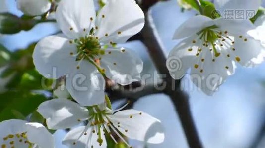 樱花树枝繁花蓝天夏日美丽的季节视频